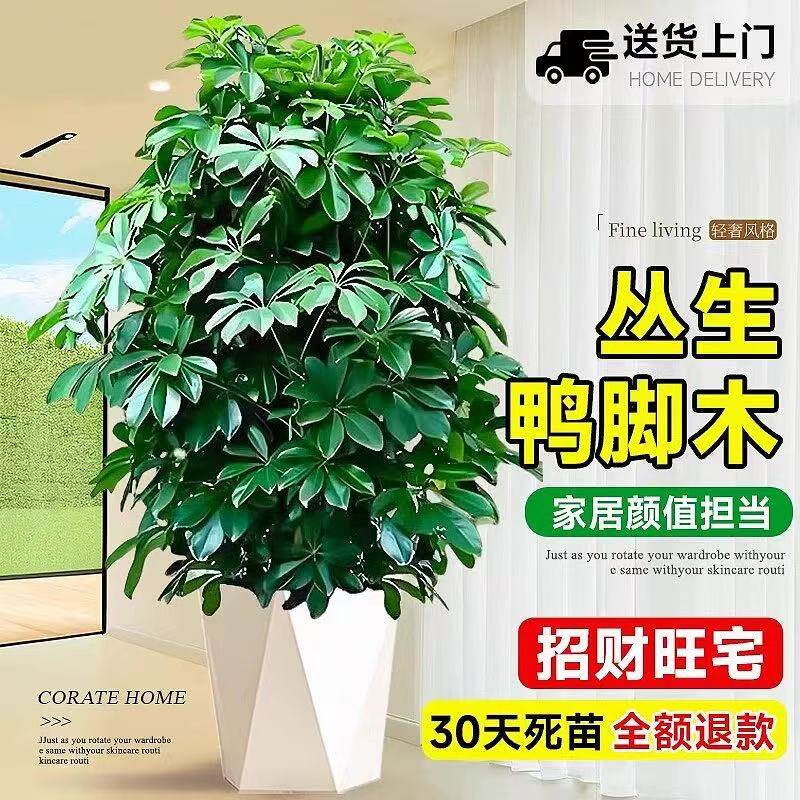 【包成活】鸭脚木客厅大型盆栽八方来财阳台绿植招财树苗净化空气