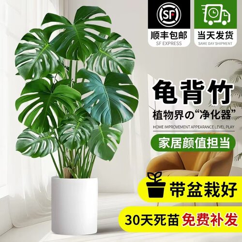 【包成活】龟背竹客厅大盆栽绿植