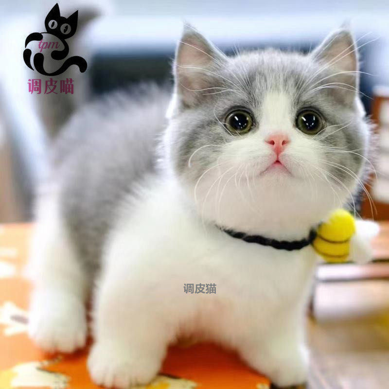 曼基康英短蓝白猫幼猫纯种矮脚猫矮脚蓝白猫咪活物幼崽宠物猫