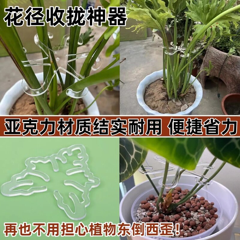 亚克力植物花茎固定器防倒伏枝干收拢架植物根茎生长支架支撑器