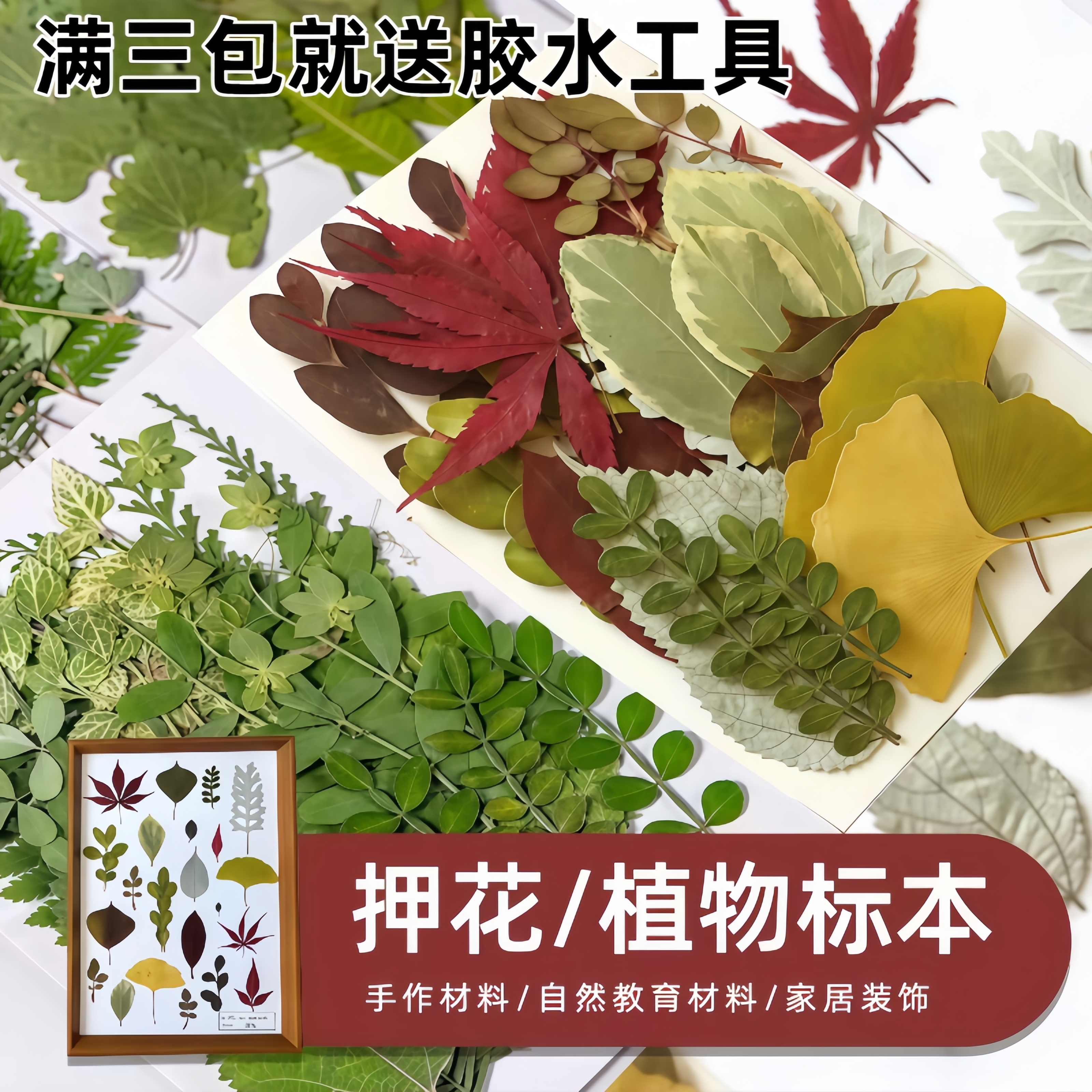 真树叶植物标本幼儿园手工贴画干花压花DIY材料包贴脸装饰干花妆图片