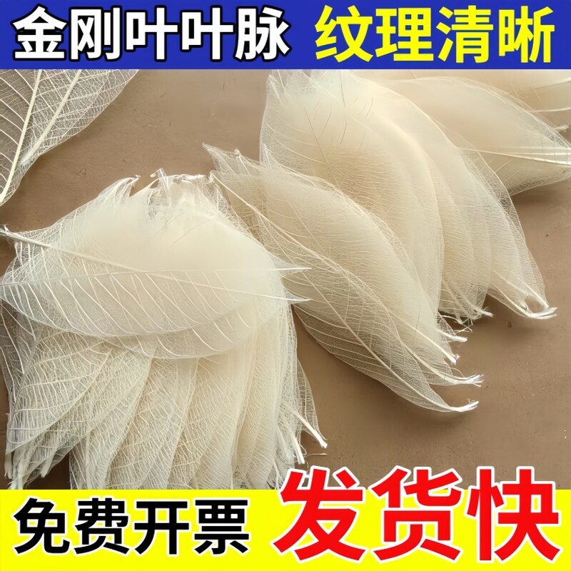 金刚叶叶脉树叶干花材料DIY手工配件手机壳手镯水晶滴胶填充物品