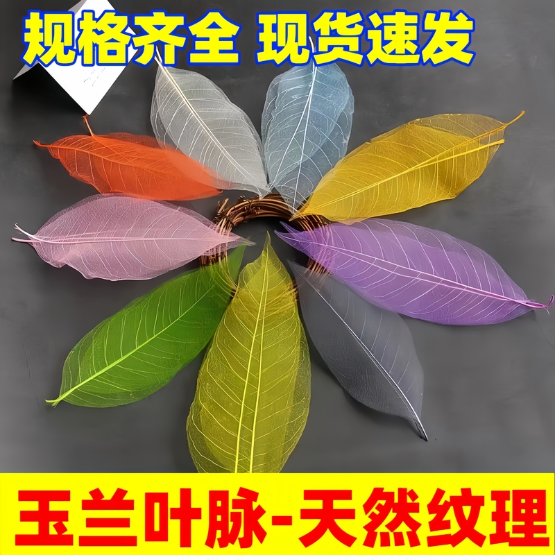树叶叶脉玉兰白色装饰叶子书签材料美术艺术DIY幼儿绘画镂空极简图片