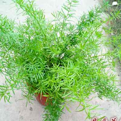 天门冬药用盆栽大苗 龙须球 冬天冻不死天冬草药材 植物绿植盆栽