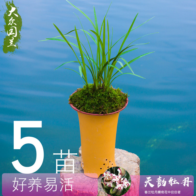 大众国兰场天彭牡丹兰花盆栽名贵浓香兰花苗带花苞绿植 极有家