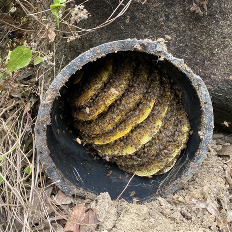 蜂的蜜蜜诱蜂桶黑桶胶s桶刷蜡诱蜂18升引诱蜜蜂(5个包邮)