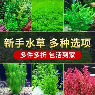 鱼缸水草植物真草造景套餐蜈蚣阴性增氧趴地矮珍珠活懒人水榕沉木