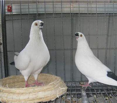 观赏鸽 北京点子高飞点子 点子鸽 五爪点子