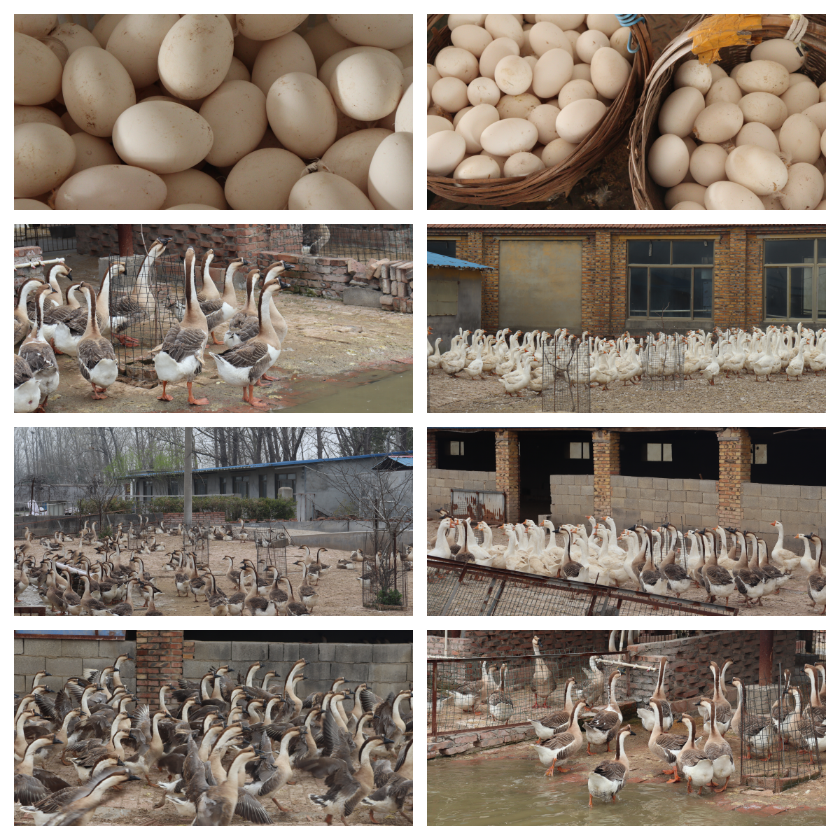 顺丰包邮金乡鹅蛋鹅种蛋孵化小鹅百子鹅源产地鹅场产蛋量大鹅蛋
