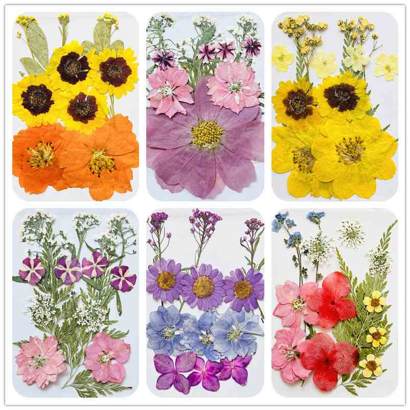 干花压花押花pressed flower贴脸树叶贴画真树叶标本创意书签