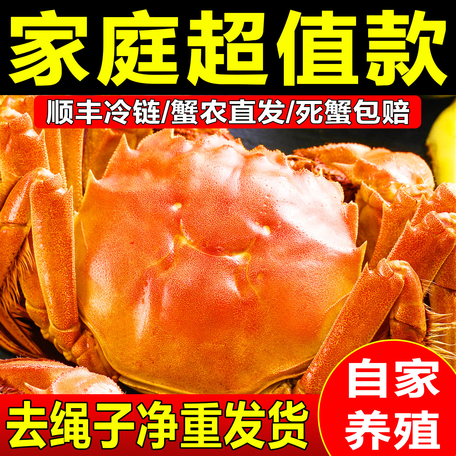 只只净重8/10/12只蟹农发没黄退