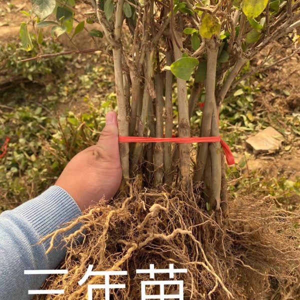 鲁峪一号金银花种苗 易成活 北花一号 山东平邑县原产地