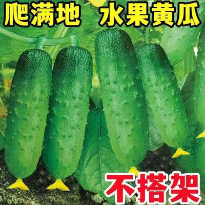 Crawling cucumber seeds on the ground without frames, cucum