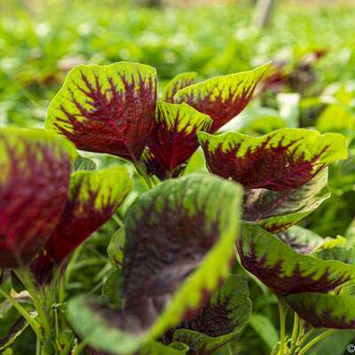 Large round leaf amaranth seeds, red amaranth seeds, vegeta