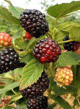 Potted raspberry seeds, seedlings, raspberry thorn soaked s