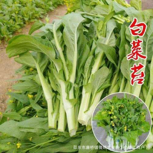 Early maturing cabbage moss vegetable seeds, off-season spr