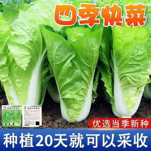 Cream fast vegetable seeds, Chinese cabbage, rapeseed, heat