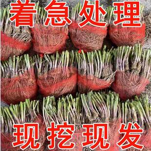 Leek root seedlings, purple roots, red roots, balcony potte