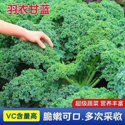 Kale seeds, feather leaf cabbage seeds, balcony potted, eas