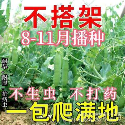 Dwarf double pod lotus bean seeds without frame, red flower