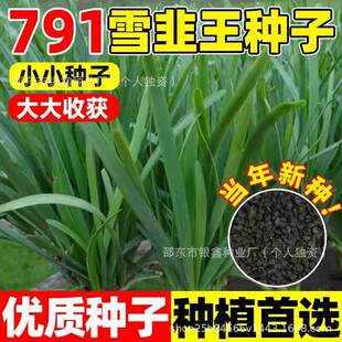 791 Snow Leek King White Root Leek Seeds Leek Seeds Purple