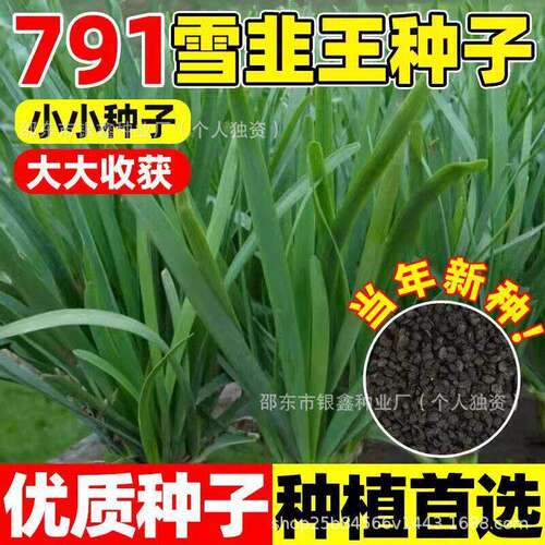791 Snow Leek King White Root Leek Seeds Leek Seeds Purple