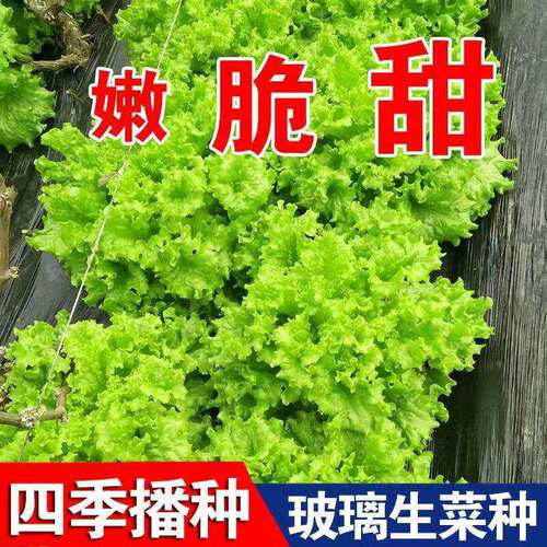 Complete list of glass lettuce seeds, hydroponics, seasonal