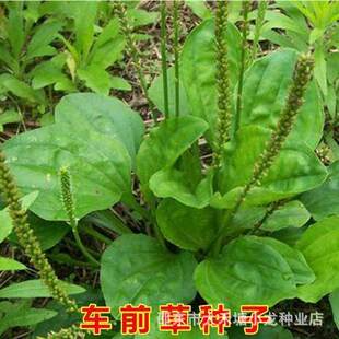 Plantago asiatica seeds, wild vegetables, Chinese medicinal