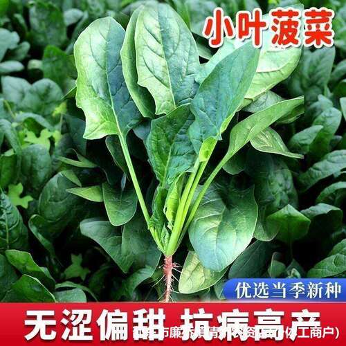 Small leaf local soil spinach seeds, farmland vegetable gar