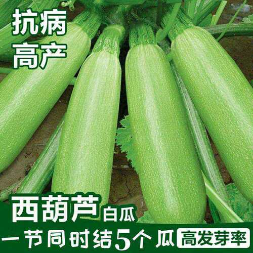 Zucchini seeds, vegetable seeds, easy to plant, family balc