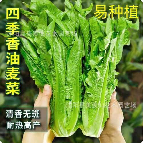 Four season oilseed rape seeds, potted vegetable seeds, sum