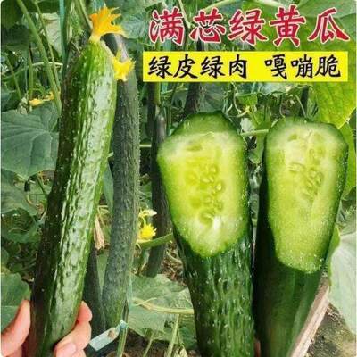 Old variety green heart cucumber seeds, seedlings, fruits,