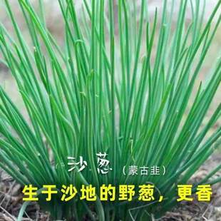 Scallion seeds, Scallion seeds, Drought resistant, Four sea