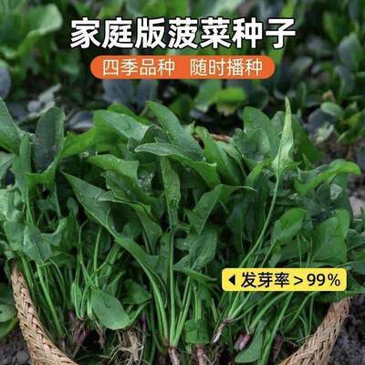 Small Leaf Local Spinach Seeds Four Seasons Farmland Vegeta