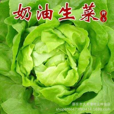 Four season cream lettuce seeds can be eaten raw, balcony p