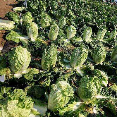 Yeduoduo wintering sweet cabbage seeds, cold resistant, rou