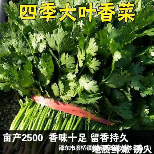 Large leaf coriander seeds, coriander seeds, spring and sum