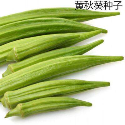 Bulk okra seeds, seasonal sowing vegetables, field planting