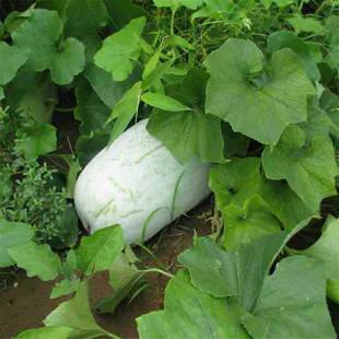Vegetable seeds, chives, rapeseed, onions, winter melons, b