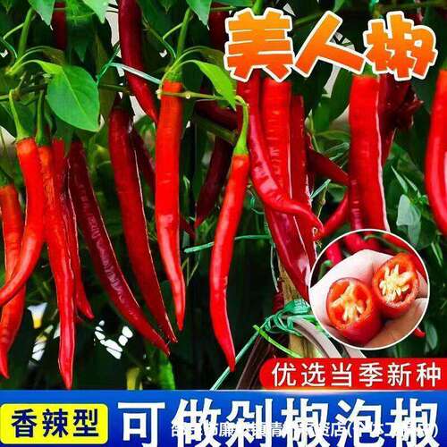 Complete List of Beauty Pepper Seeds, Featured Red Pepper S