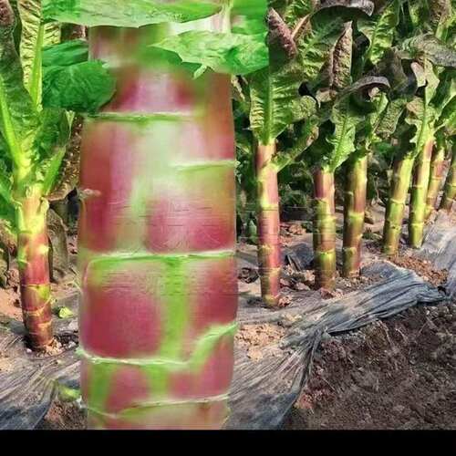 Complete list of hanging silk red lettuce seeds, red skin g