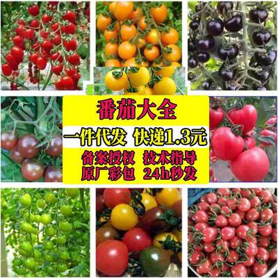 Cherry tomato millennium cherry cherry cherry cherry cherry