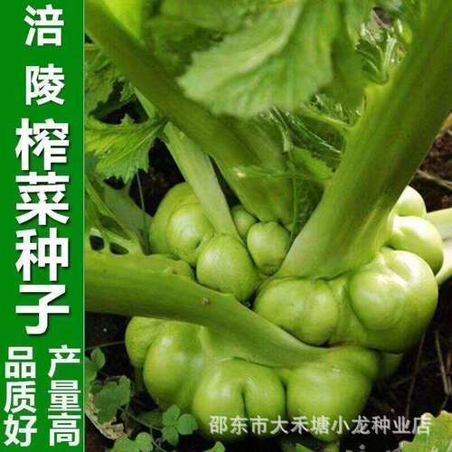 Authentic Fuling Pickled Mustard Seed Extra Large Pickled M