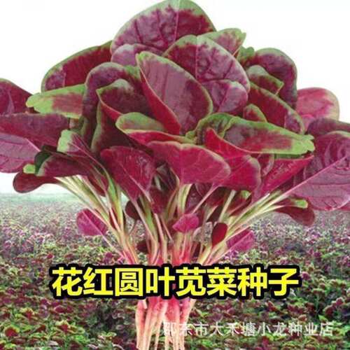 Red round leaf amaranth seeds sown in all seasons, heat-res