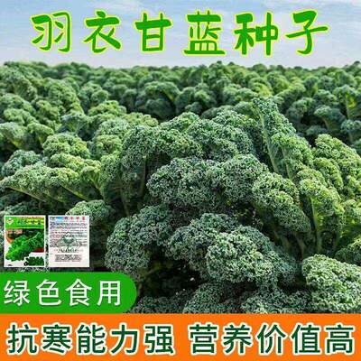 Kale seeds, feathered cabbage seeds, balcony potted, easy t