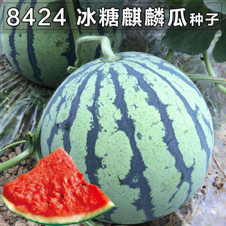 8424 Qilin watermelon seeds, seedless, high-yield, rock sug - 实物图