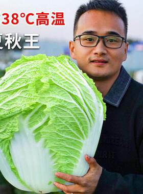 Summer and Autumn King Chinese Cabbage Seeds, Seeds, Vegeta