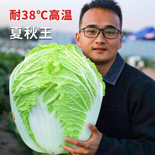 Summer and Autumn King Chinese Cabbage Seeds, Seeds, Vegeta