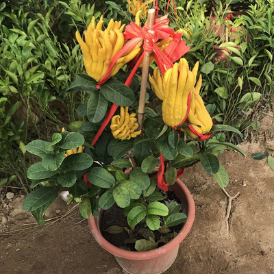 佛手树苗木广佛手柑佛手果金佛手瓜拂手花佛手苗盆栽带果地栽
