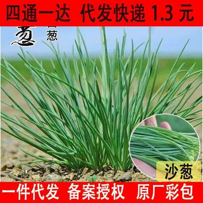 Wild Scallion Seeds Cold resistant Four season Sowing Seeds
